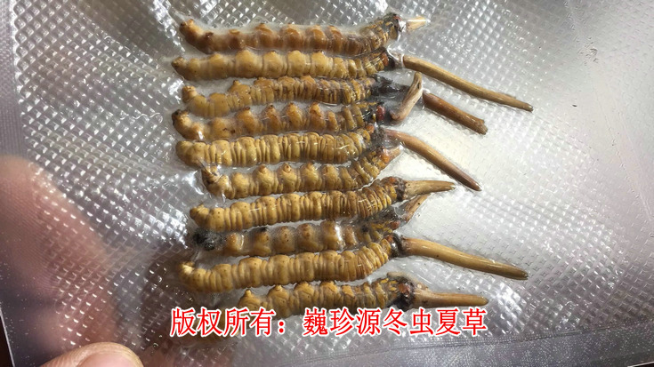 早產(chǎn)冬蟲夏草,在新鮮冬蟲夏草上市初期出現(xiàn)為數(shù)不少的早產(chǎn)冬蟲夏草