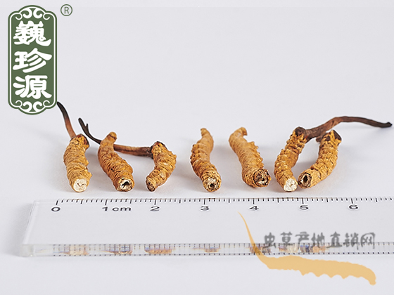 那曲蟲(chóng)草小斷草 沒(méi)斷時(shí)為3.5~5條/克