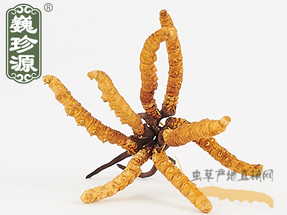 那曲冬蟲夏草2條/克 中期草 精選貨