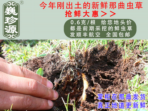 ���r���x�Ĳݣ��������r�x����Ρ��Դ0.6��/���^�����r�������x�Ĳ��������ڳ����������^�����r�x��